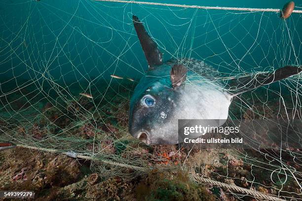 Fish Rapped In Net 325 Caught Big Fish Stock Photos, High-Res Pictures, and Images - Getty ...