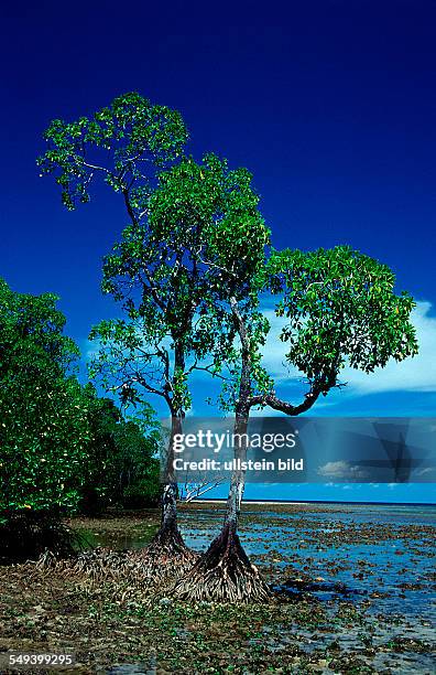 Mangroves island, Papua New Guinea, Neu Irland, New Ireland