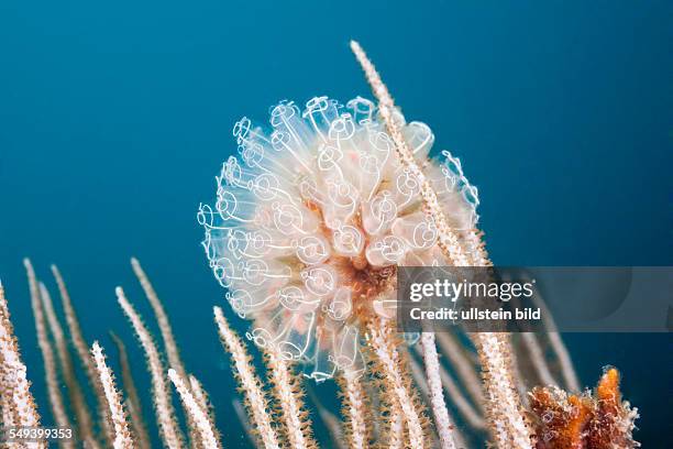 Colony of Diazona Tunicate, Diazona violacea, Cap de Creus, Costa Brava, Spain