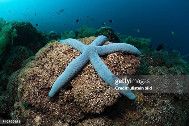 Blue Starfish in Coral Reef, Linckia laevigata, Alam Batu, Bali, Indonesia