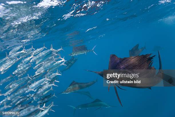 Atlantic Sailfish hunting Sardines, Istiophorus albicans, Isla Mujeres, Yucatan Peninsula, Caribbean Sea, Mexico