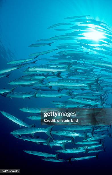 Blackfin barracuda, Sphyraena qenie, Philippinen, Pacific ocean