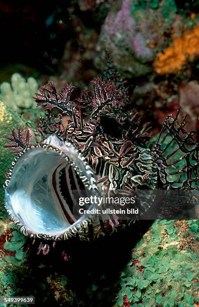 Merlet's scorpionfish, Rhinopias aphanes, Australia, Pacific Ocean, Coral Sea