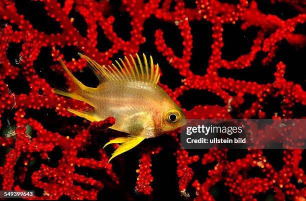 Golden damsel, Amblyglyphidodon aureus, Thailand, Indian Ocean, Phuket, Similan Islands, Andaman Sea
