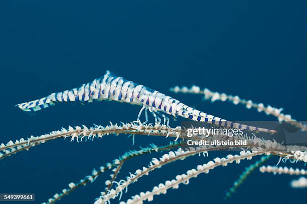 Coral Shrimp camouflaged, Tozeuma armatum, Alam Batu, Bali, Indonesia