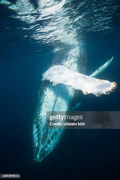 Humpback Whale, Megaptera novaeangliae, Silver Bank, Atlantic Ocean, Dominican Republic