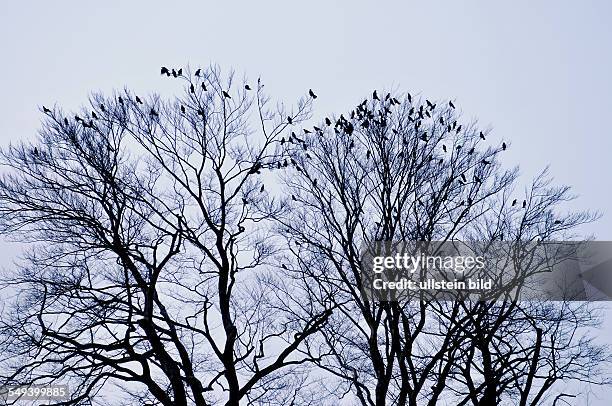 Deutschland, Baum mit Krähen