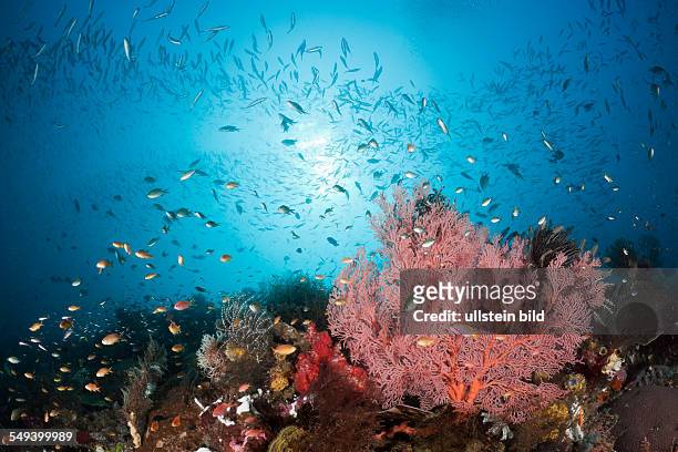 Red Seafan and Coral Fish, Melithaea sp., Raja Ampat, West Papua, Indonesia