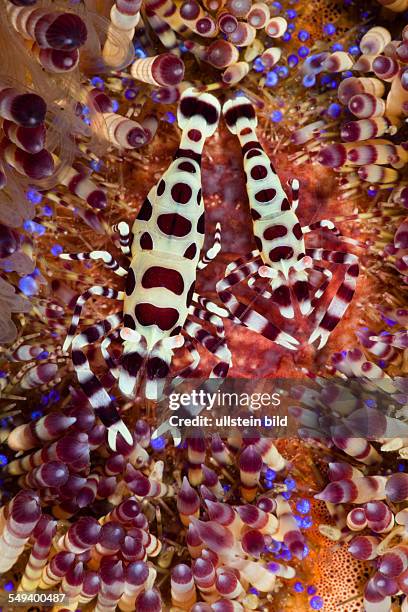 Commensal Shrimp of Fire Sea Urchin, Periclimenes colemani, Alam Batu, Bali, Indonesia