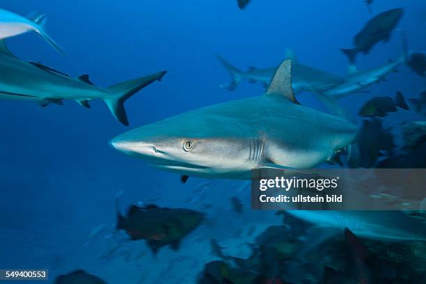 Grey Reef Sharks, Carcharhinus amblyrhynchos, Nagali, Fiji