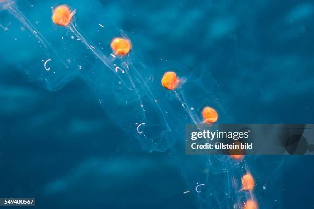 Chain of Salps, Salpa sp., Alam Batu, Bali, Indonesia