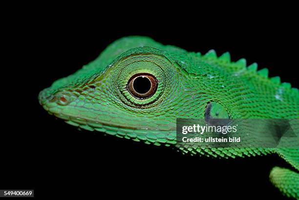 Green water dragon, Physignathus sp., Malaysia, Borneo, Mulu National Park