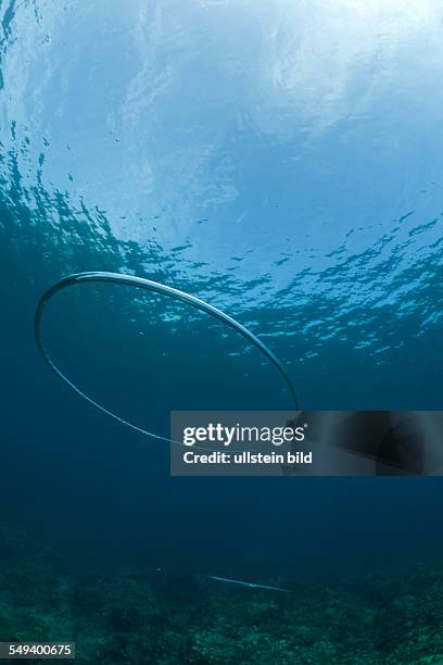 Bubble Ring made by Scuba Diver underwater, Raja Ampat, West Papua, Indonesia