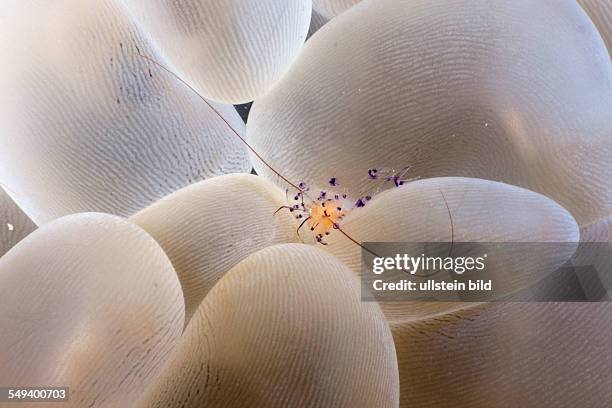 Bubble Coral Shrimp, Vir philippinensis, Plerogyra sinuosa, Raja Ampat, West Papua, Indonesia