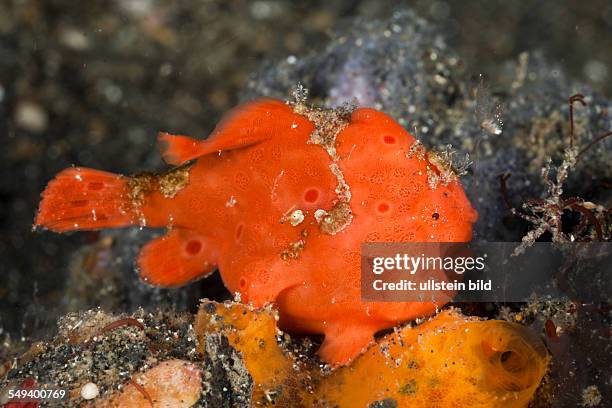 Painted Frogfish luring 2, Antennarius pictus, Lembeh Strait, North Sulawesi, Indonesia