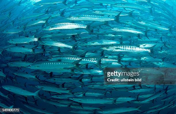 Blackfin barracuda, Sphyraena qenie, Malaysia, Borneo, Sipadan, Pacific ocean, Celebes Sea