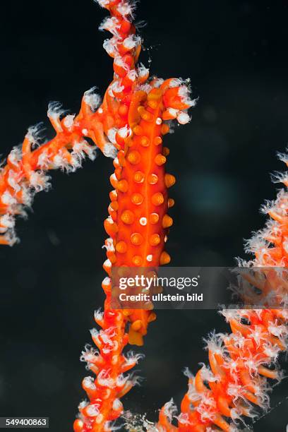 Red Ovulid Cowrie well camouflaged, Hiata sp., Alam Batu, Bali, Indonesia