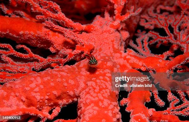 Striped triplefin, Helcogramma striata, Australia, Pacific Ocean, Great Barrier Reef