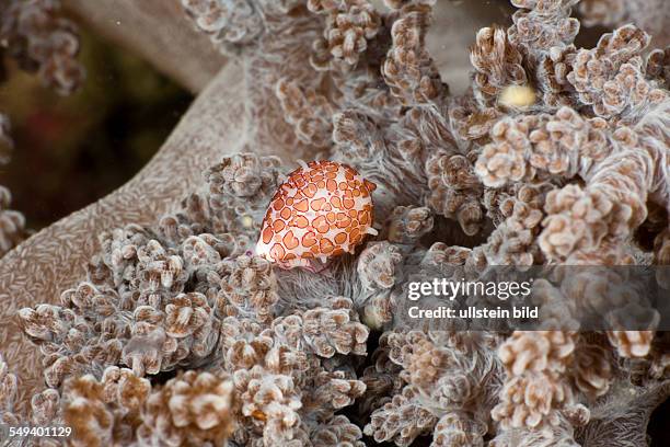 Egg Snail, Globovula margarita, Raja Ampat, West Papua, Indonesia