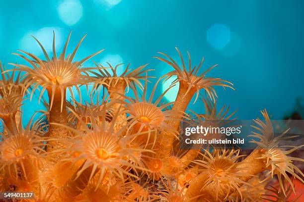 Yellow Cluster Anemones, Parazoanthus axinellae, Tamariu, Costa Brava, Mediterranean Sea, Spain