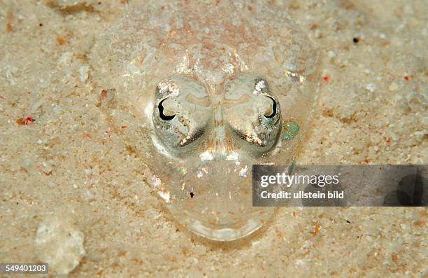 Longsnout flathead, crocodilefish, Thysanophrys chiltonae, Thailand, Indian Ocean, Phuket, Similan Islands, Andaman Sea