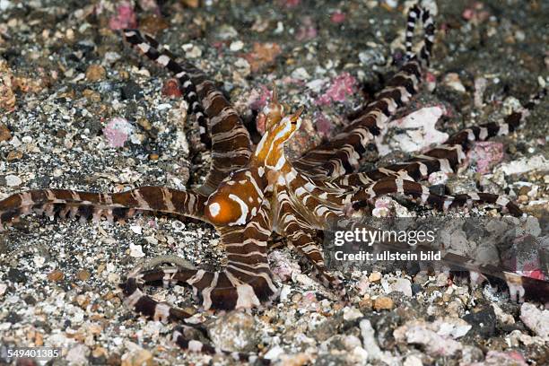 Wonderpus Octopus, Wunderpus photogenicus, Lembeh Strait, North Sulawesi, Indonesia