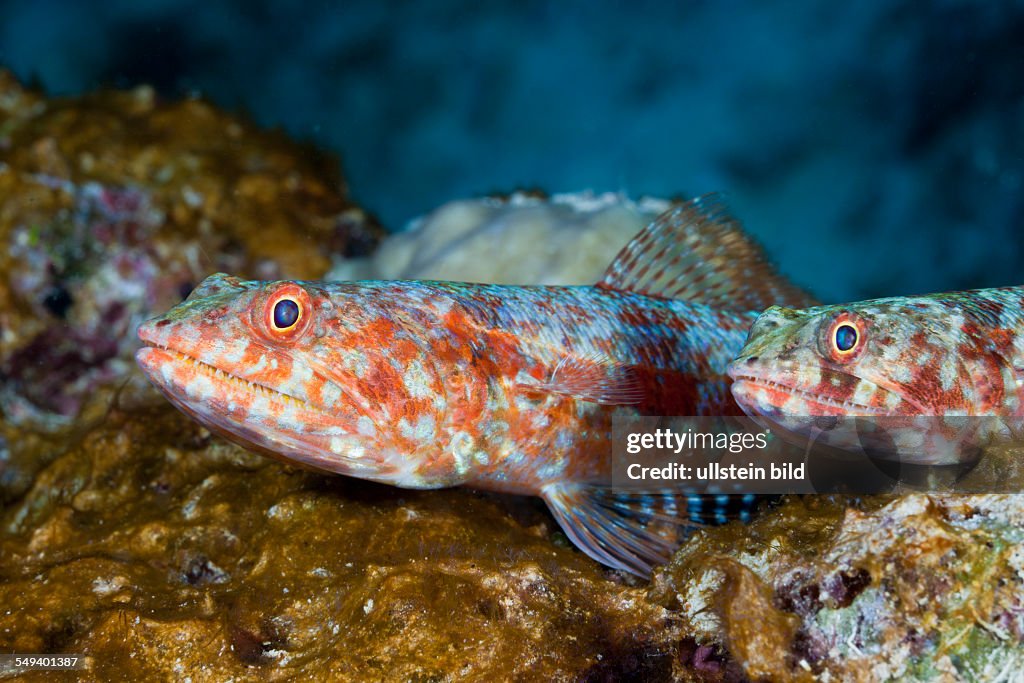 Reef Lizardfish, Synodus variegatus, Namena Marine Reserve, Fiji
