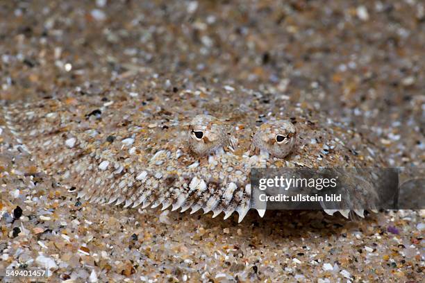 Mediterranean Sole, Monchirus hispidus, Tamariu, Costa Brava, Mediterranean Sea, Spain