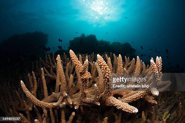 Great Branching Coral, Acropora robusta, Alam Batu, Bali, Indonesia