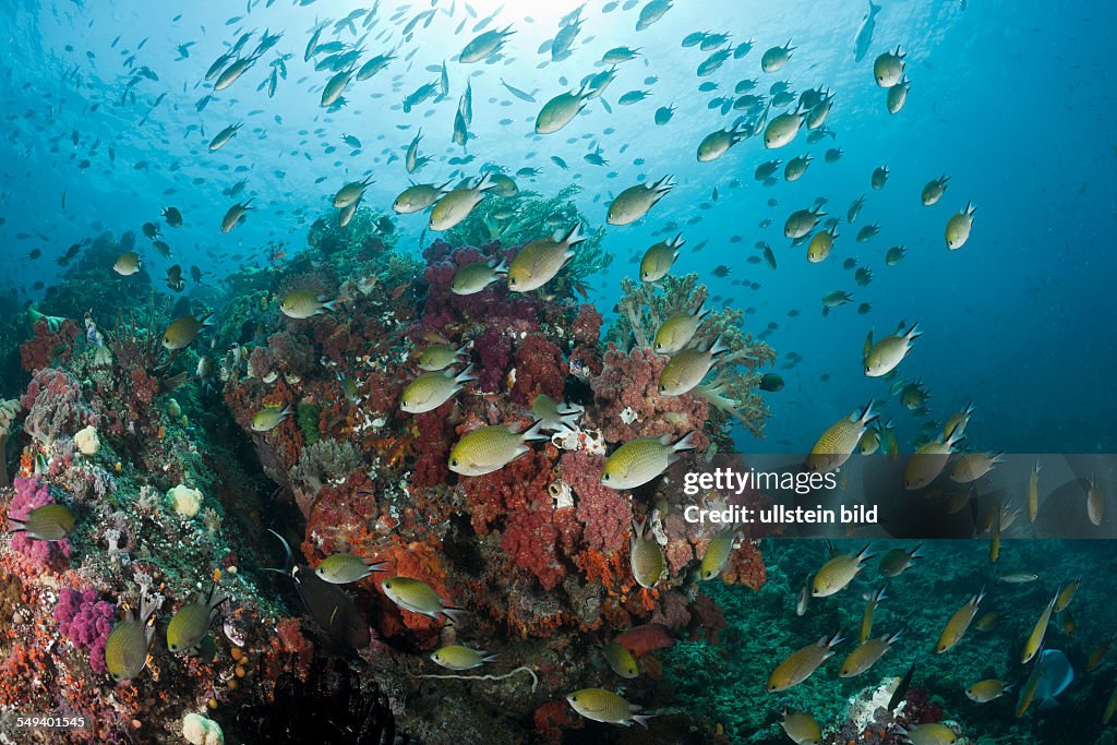 Schooling Chromis over Reef, Chromis scotochiloptera, Raja Ampat, West Papua, Indonesia