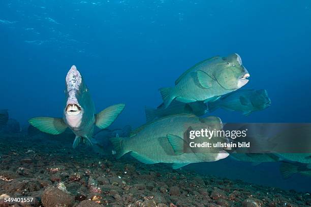 Group of Bumphead Parrotfish, Bolbometopon muricatum, Tulamben, Bali, Indonesia