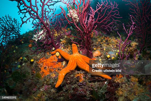 Red Starfish in Coral Reef, Echinaster sepositus, Cap de Creus, Costa Brava, Spain