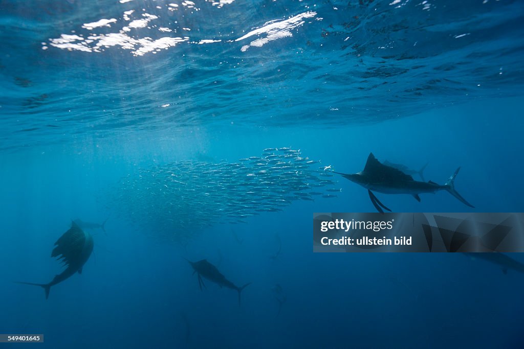 Atlantic Sailfish hunting Sardines, Istiophorus albicans, Isla Mujeres, Yucatan Peninsula, Caribbean Sea, Mexico
