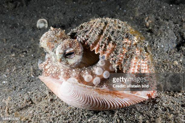 Coconut Octopus hiding in Shell, Octopus marginatus, Lembeh Strait, North Sulawesi, Indonesia