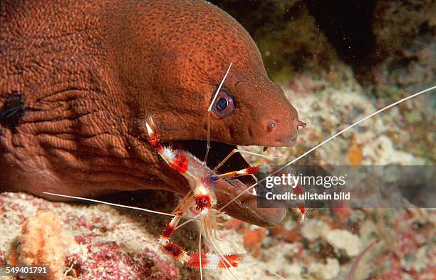Cleaner Fish Stock 176 Fish Cleaner Shrimp Stock Photos, High-Res Pictures, and Images ...