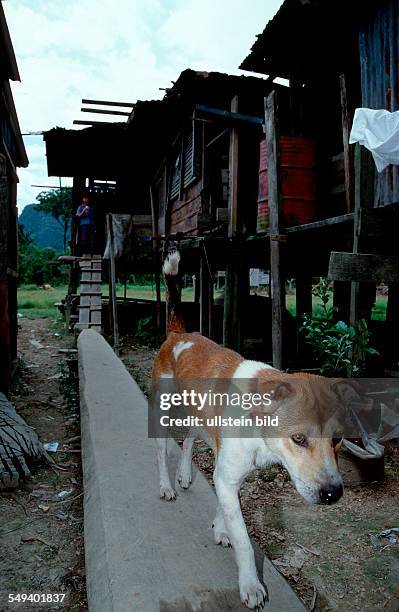 Dog in Punan Village, Orang asli, Malaysia, Borneo, Mulu National Park