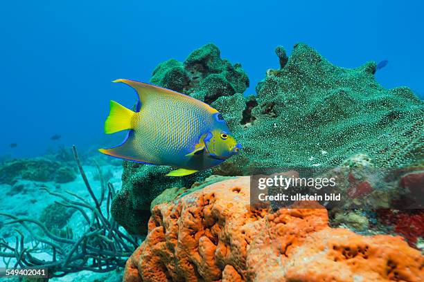 Queen Angelfish, Holacanthus ciliaris, Cozumel, Caribbean Sea, Mexico