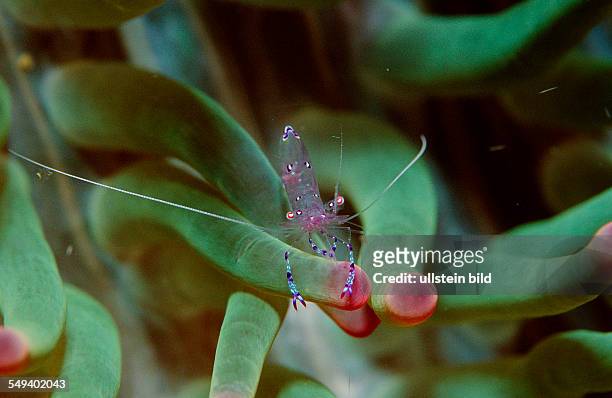 Shrimp in anemone, Periclimenes tosaensis, Australia, Pacific Ocean, Great Barrier Reef
