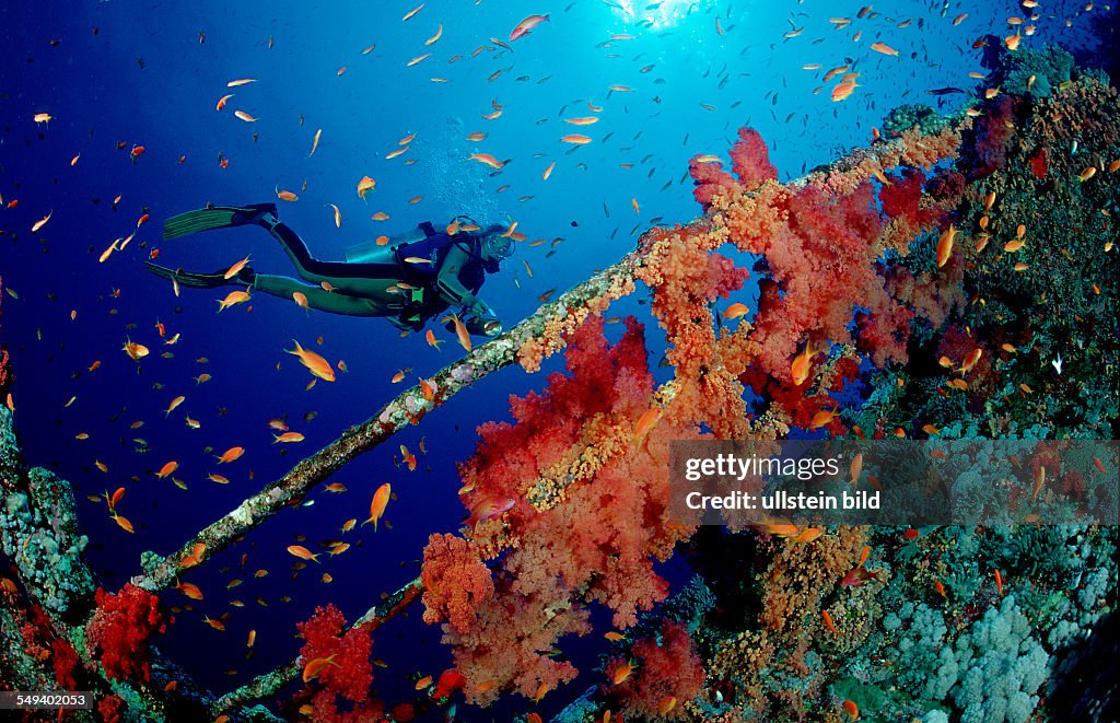 Scuba Diver near a wreck, wreckdiving, Egypt, Red Sea, Brother Islands, Brothers, El Akhawein