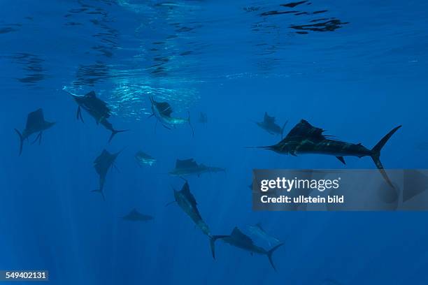 Atlantic Sailfish, Istiophorus albicans, Isla Mujeres, Yucatan Peninsula, Caribbean Sea, Mexico