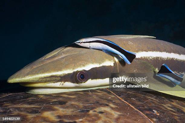 Sharksucker on Turtle, Echeneis naucrates, Marsa Alam, Red Sea, Egypt