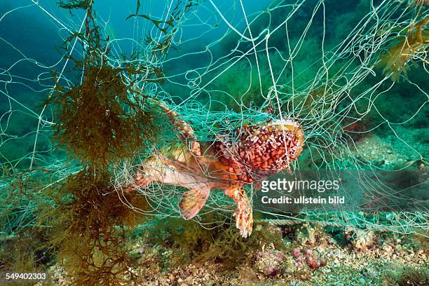 Rockfish trapped in lost Fishing Net, Scorpaena scrofa, Cap de Creus, Costa Brava, Spain