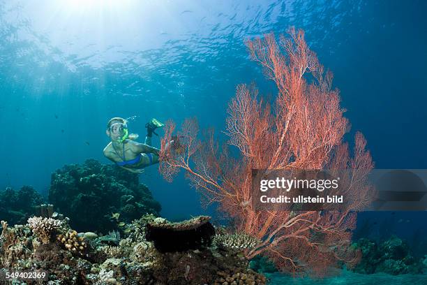 Sea Fan and Free diver, Melithaea sp., Amed, Bali, Indonesia