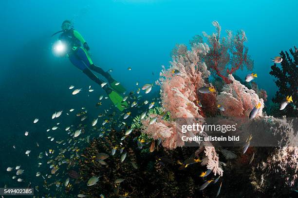 Scuba Diver and Sea Fan, Melithaea sp., Raja Ampat, West Papua, Indonesia