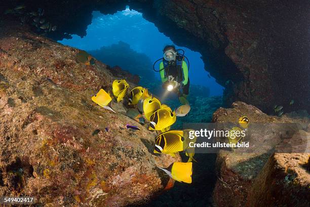 Racoon-Butterflyfishes and Diver, Chaetodon lunula, Cathedrals of Lanai, Maui, Hawaii, USA