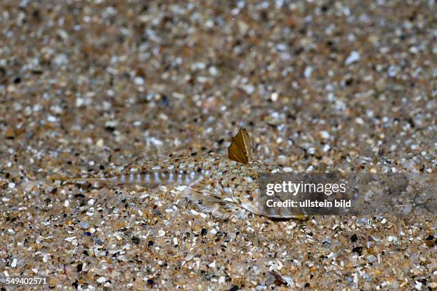 Mediterranean Dragonet hiding in Sand, Callionymus lyra, Tamariu, Costa Brava, Mediterranean Sea, Spain