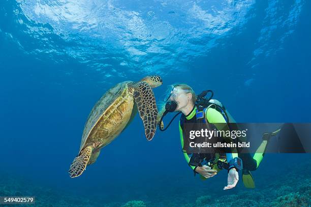 Green Turtle and Diver, Chelonia mydas, Maui, Hawaii, USA