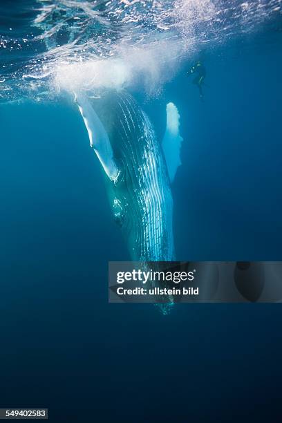 Humpback Whale, Megaptera novaeangliae, Silver Bank, Atlantic Ocean, Dominican Republic