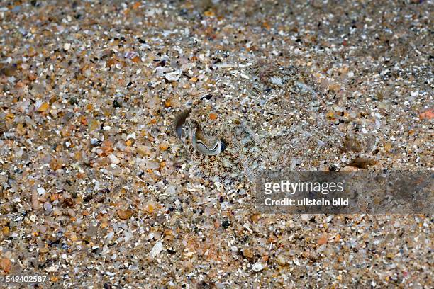 Common Sepia camouflaged in Sand, Sepia officinalis, Tamariu, Costa Brava, Mediterranean Sea, Spain
