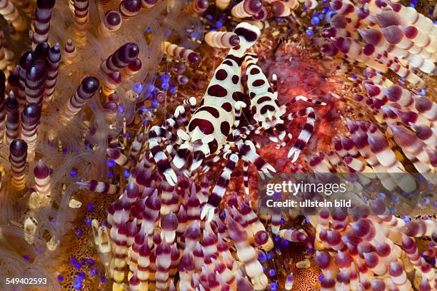 Commensal Shrimp of Fire Sea Urchin, Periclimenes colemani, Alam Batu, Bali, Indonesia